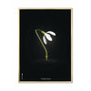  Snowdrop Classic Poster Brass Frame 50x70 Cm Black Background