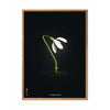  Snowdrop Classic Poster Frame Made Of Light Wood 70x100 Cm Black Background