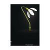  Snowdrop Classic Poster Without Frame 70 X100 Cm Black Background