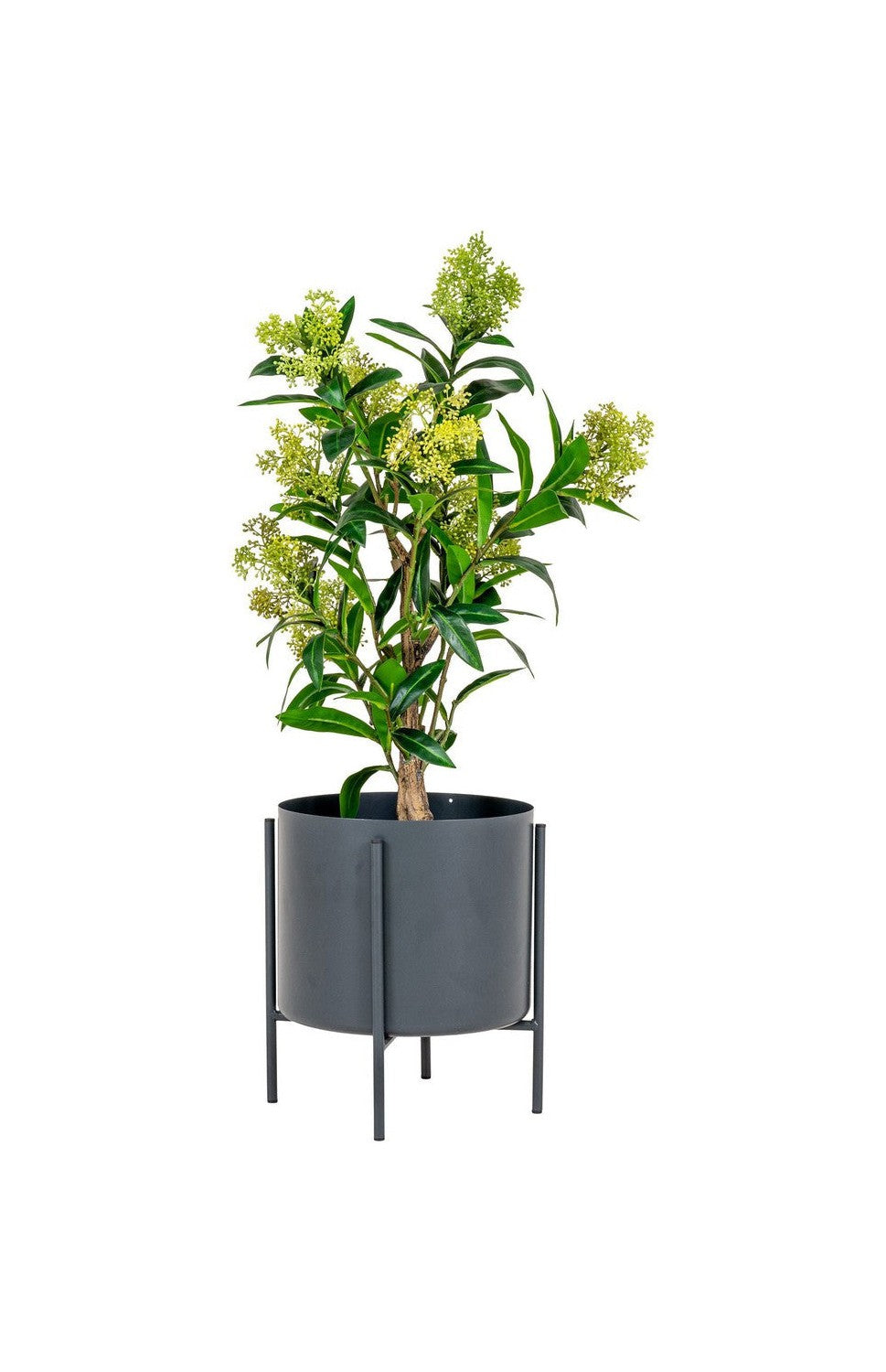 House Nordic Skimmia Tree