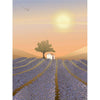  Lavender Field Poster 50x70 Cm