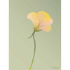  Nasturtium Poster 50 X70 Cm Green