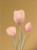 Vissevasse Tulip Poster 15 X21 Cm, Amber