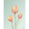  Tulip Poster 15 X21 Cm Mint